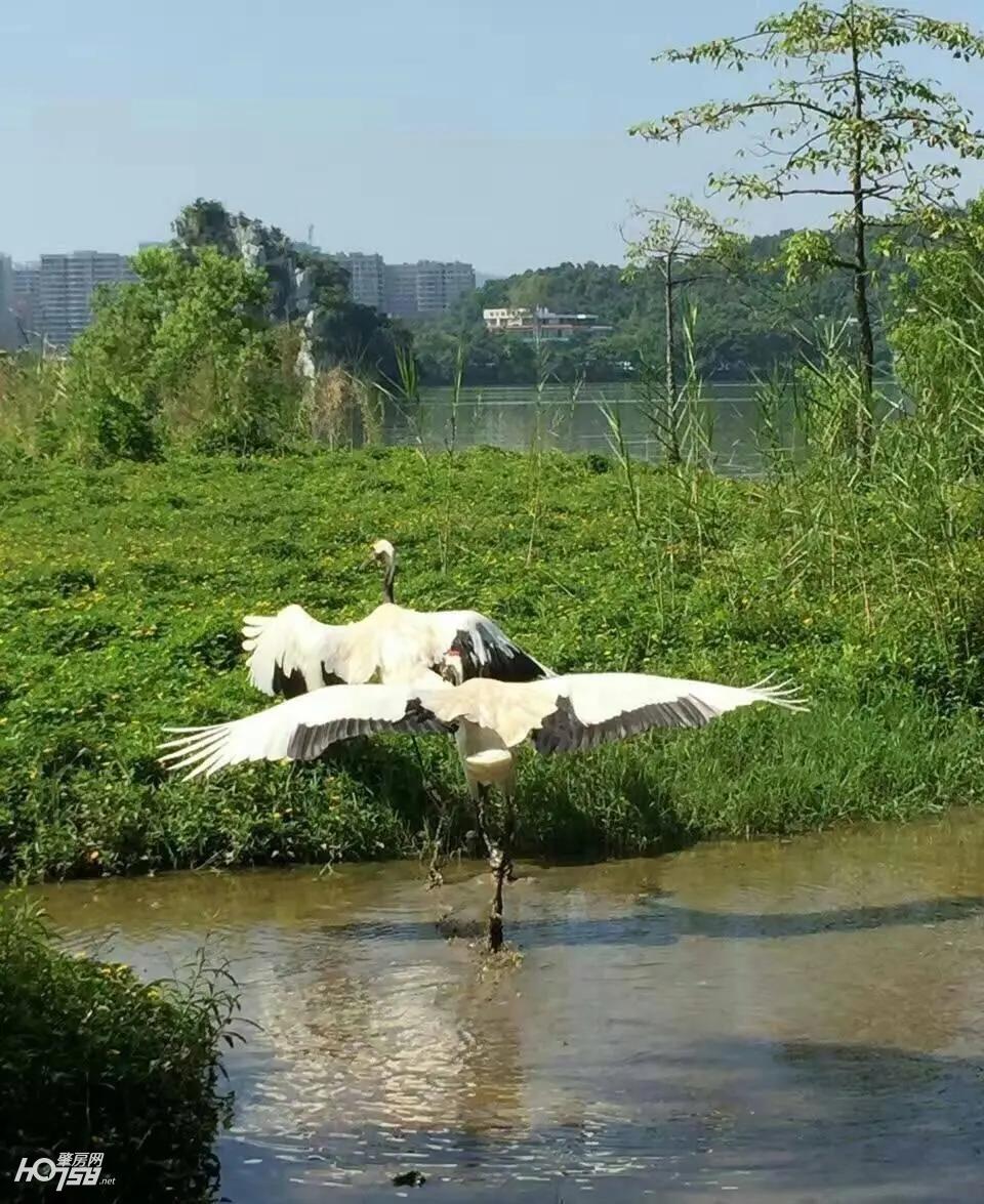 都看过来，这里肇庆旅游套票免费送