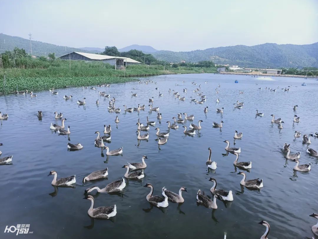 141662466882_.pic_hd.jpg 图片